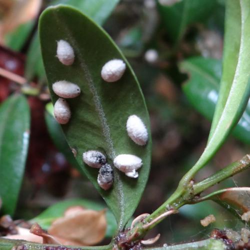 Lichtensia viburni
